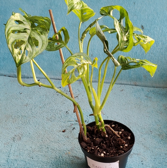 Monstera Adansonii (G) | 3" pot - Picture 9 of 10
